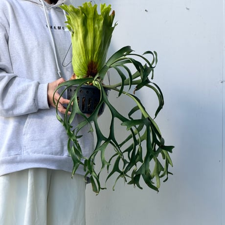 【2026.10/1〜】ビカクシダポット苗　 P. coronarium 'Thailand Dwarf'