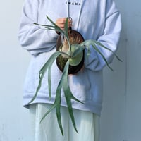 【2026.10/1〜】板付ビカクシダ　 P. ‘Monkey North’ [pup]