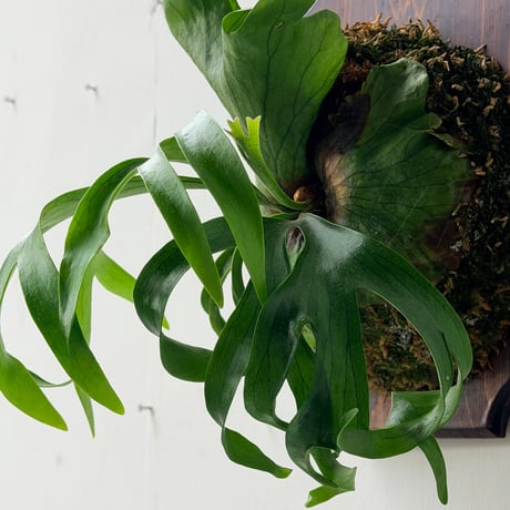 【2026.10/15〜】板付ビカクシダ　P. coronarium 'Panda’