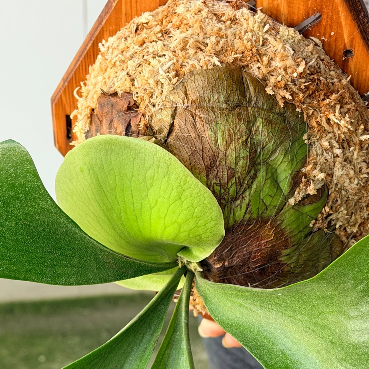 ビカクシダ エリシ（Platycerium ellisii） 板付け 2026.7/23〜】板付ビカクシダ P. ellisii | IMAMA