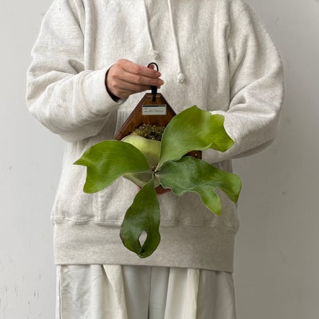 【2026.10/22〜】板付ビカクシダ　P. hillii 'Bangpung’ [pup]