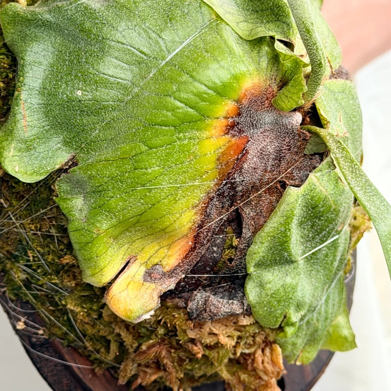 2026.7/30〜】板付ビカクシダ P. alcicorne madagascar 'UN