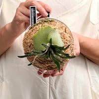 【2026.7/30〜】板付ビカクシダ　P. willinckii 'Jade girl' sporeling