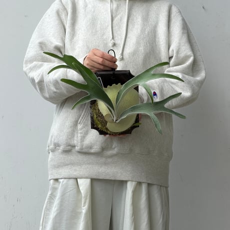 【2026.10/22〜】板付ビカクシダ　  P. veitchii 'Auburn River' sporeling