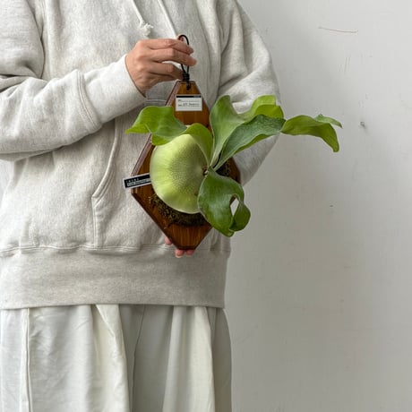 【2026.10/22〜】板付ビカクシダ　P. hillii 'Bangpung’ [pup]