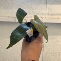 【10/18 Live販売】BALI-AN園芸_02