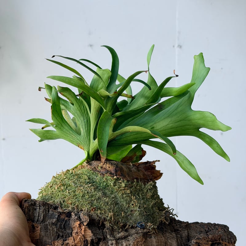 2026.7/23〜】コルク付ビカクシダ P. coronarium 'Dragon tre