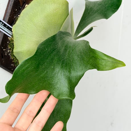 【2026.9/10〜】板付ビカクシダ　P. hillii  'Pumila Kew Garden × P. willinckii 'Bogor Mr.Suddan' [pup]