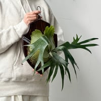 【2026.10/15〜】板付ビカクシダ　P. willinckii × P. 'Maserati' sporeling