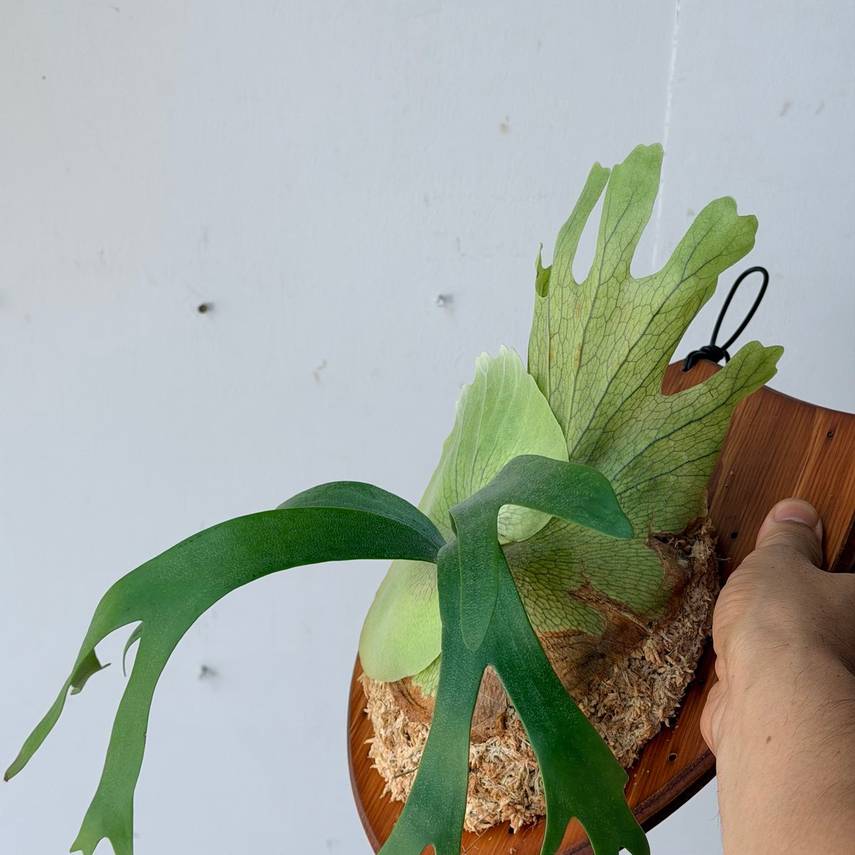 2026.7/23〜】板付ビカクシダ P. willinckii sporeling_2 |