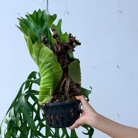 【2026.7/9〜】ビカクシダポット苗　 P. coronarium 'Thailand Dwarf'_3