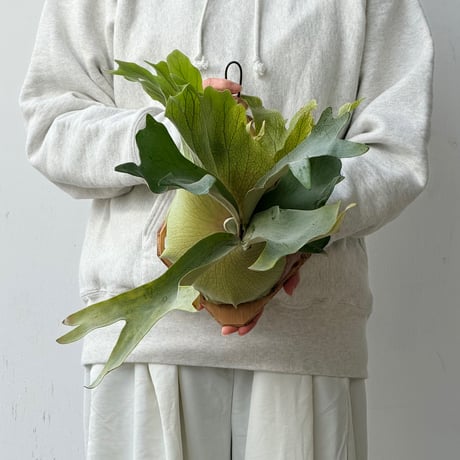 【2026.10/15〜】板付ビカクシダ　  P. 'Spore white #9' sporeling