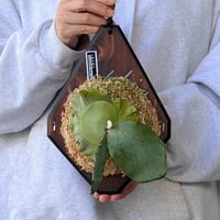 【2026.10/8〜】板付ビカクシダ　 P. willinckii ‘Zero’ sporeling