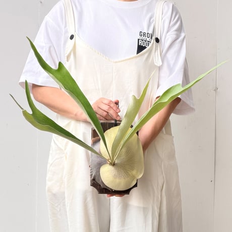 【2026.8/27〜】板付ビカクシダ　P. 'Diversifolium' [pup]