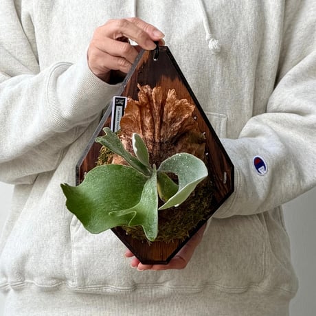 【2026.10/15〜】板付ビカクシダ　P. willinckii 'Cotton cloud' sporeling