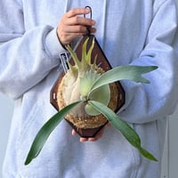 【2026.10/1〜】板付ビカクシダ　  P. veitchii 'Auburn River' × P. veitchii wild sporeling