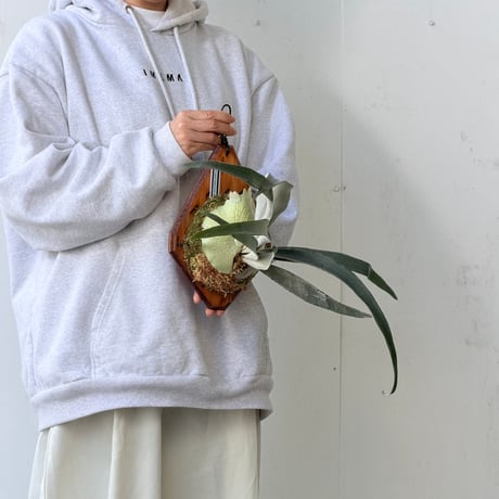 【2026.9/24〜】板付ビカクシダ　  P. veitchii 'Auburn River' sporeling