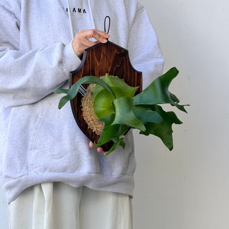 【2026.10/8〜】板付ビカクシダ　P. 'Khunphon'+P. 'Excellence'×P. bifurcatum+P. 'Bogor' mix sporeling