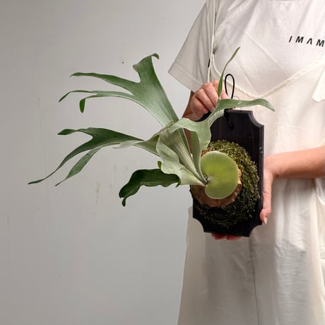 CATEGORY bifurcatum | IMAMA