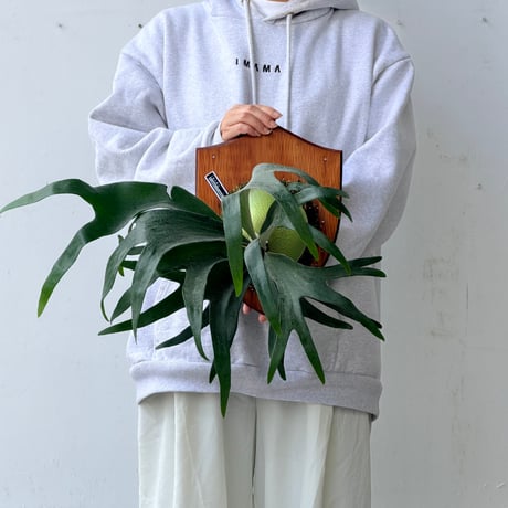 【2026.9/24〜】板付ビカクシダ　P. 'Rydeen' × P. veitchii 'Auburn river' [TC]