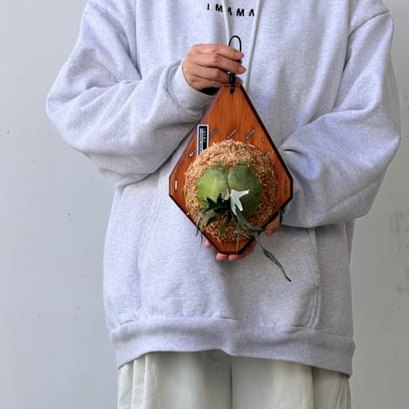 【2026.9/24〜】板付ビカクシダ　P. willinckii 'Jade girl' sporeling