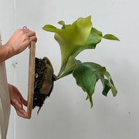 【2026.9/3〜】板付ビカクシダ　  P. hillii 'Bangpung' [pup]