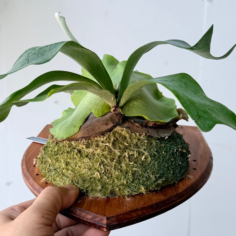 2026.7/23〜】板付ビカクシダ P. willinckii sporeling_1 |