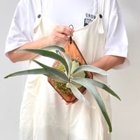 【2026.8/27〜】板付ビカクシダ　  P. veitchii 'Auburn River' sporeling
