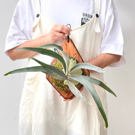 【2026.8/27〜】板付ビカクシダ　  P. veitchii 'Auburn River' sporeling