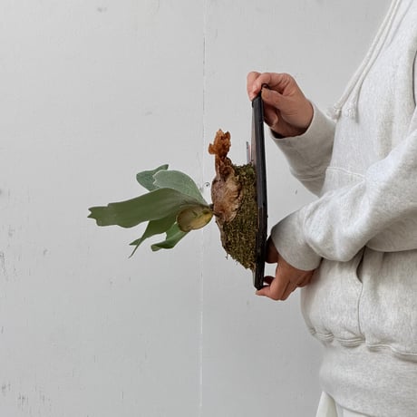 【2026.10/15〜】板付ビカクシダ　P. willinckii 'Cotton cloud' sporeling