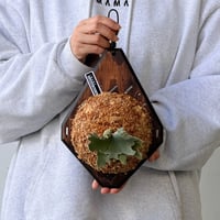 【2026.9/24〜】板付ビカクシダ　P. willinckii 'Nano' sporeling_2