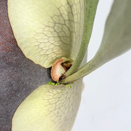 【2026.8/27〜】板付ビカクシダ　P. 'Diversifolium' [pup]