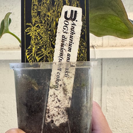 【10/18 Live販売】Urban Jungle_03