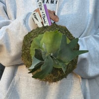 『縁日』2026：P. 'Elsa'+ P. 'Bambi'