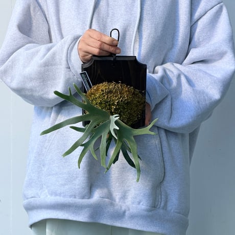 【2026.10/1〜】板付ビカクシダ　  P. wilinckii 'Bacteria' sporeling