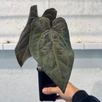 【10/18 Live販売】acu's forest_06