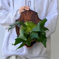 【2026.10/8〜】板付ビカクシダ　P. 'Khunphon'+P. 'Excellence'×P. bifurcatum+P. 'Bogor' mix sporeling