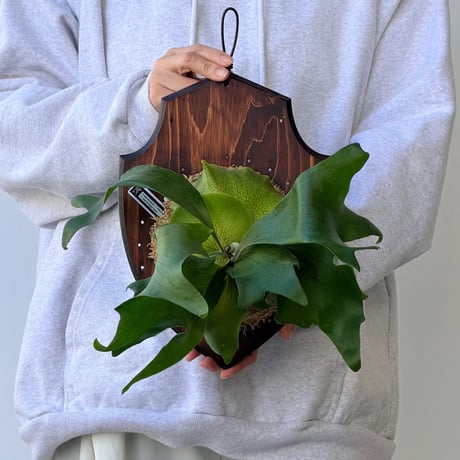 CATEGORY hillii | IMAMA