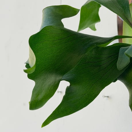 【2026.10/8〜】板付ビカクシダ　P. 'Khunphon'+P. 'Excellence'×P. bifurcatum+P. 'Bogor' mix sporeling