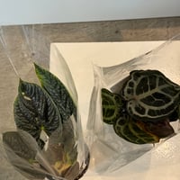 Bさま