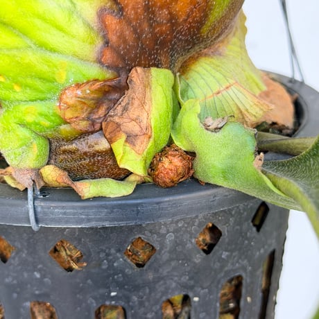 【2026.10/1〜】ビカクシダポット苗　 P. coronarium 'Thailand Dwarf'