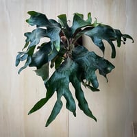 【2026.9/3〜】板付ビカクシダ　  P. hillii 'Bangpung' [pup]