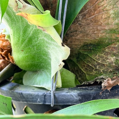 【2026.7/9〜】ビカクシダポット苗　 P. coronarium 'Thailand Dwarf'_1