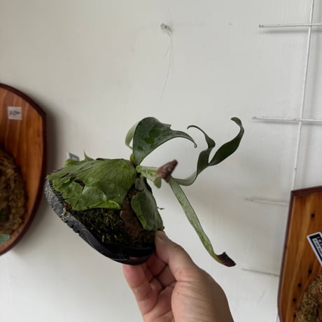 【2026.8/14〜】板付ビカクシダ　P. alcicorne madagascar 'UNEUNE' [sporeling]