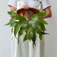 【2026.8/20〜】P. hillii 'Dragon' mixed spore × P. 'Maserati'
