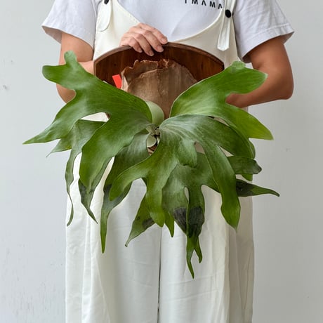 【2026.8/20〜】P. hillii 'Dragon' mixed spore × P. 'Maserati'