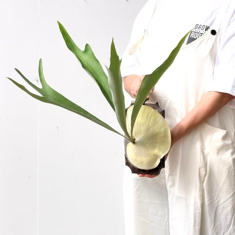 【2026.8/27〜】板付ビカクシダ　P. 'Diversifolium' [pup]