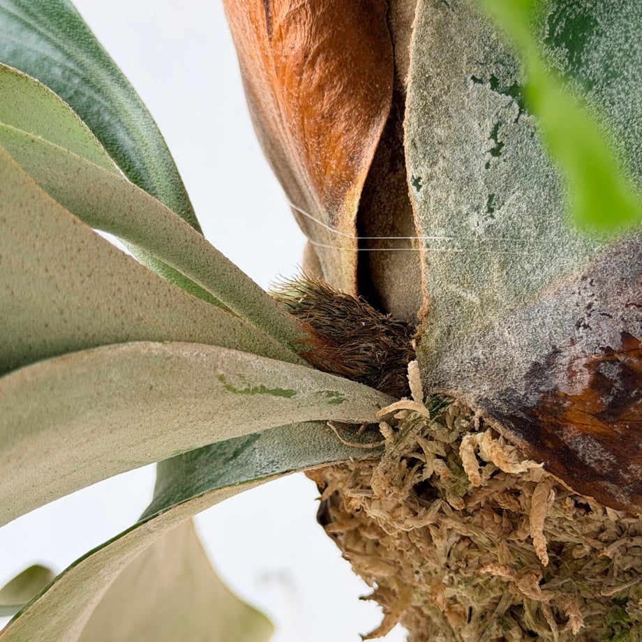 6a3326fc6af3fcda7e037723