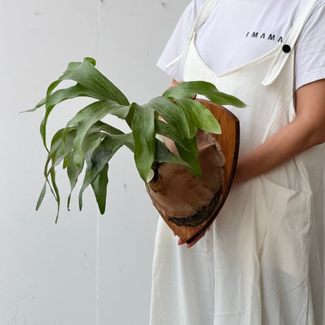 【2026.8/20〜】P. hillii 'Dragon' mixed spore × P. 'Maserati'