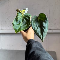 【10/18 Live販売】Urban Jungle_04